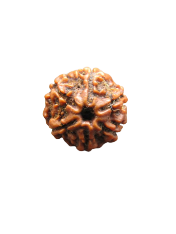 Six Mukhi Energized & Certified Real Rudraksha Bead for Planet Venus (Nepal) (RU06-007)