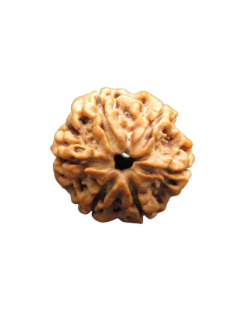 6 Mukhi Real Rudraksha Bead From Nepal, Certified & Original (RU06-008)