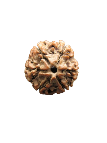 6-Mukhi-Rudraksha