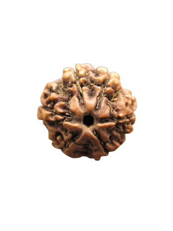 Authentic 6 Mukhi / Six Face Energized Real Rudraksha With Certificate (NEPAL) (RU06-011)