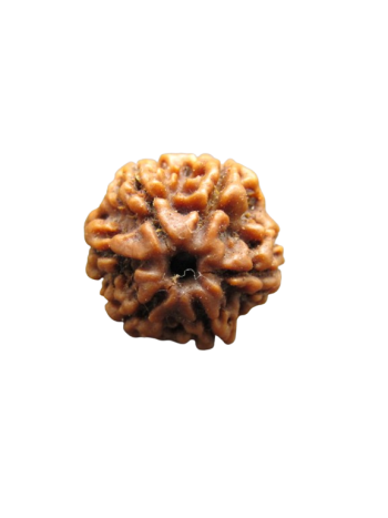 6 Faced Real Rudraksha, Certified Natural Bead From Nepal (RU06-012)