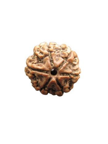 Pure 6 Mukhi Nepali Energized Real Rudraksha With Certificate (RU06-013)