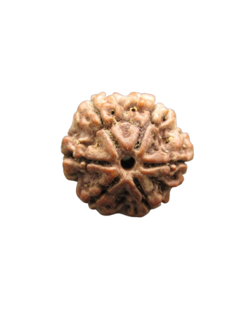 6-Mukhi-Rudraksha