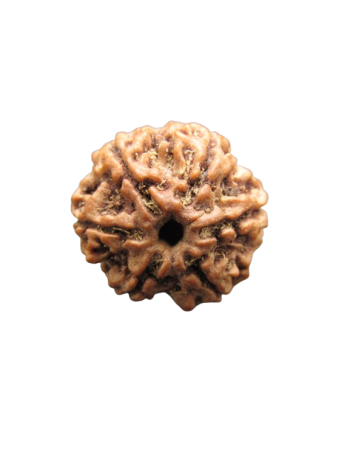 Six Mukhi Energized Real Rudraksha, Certified Pure Bead From Nepal (RU06-015)