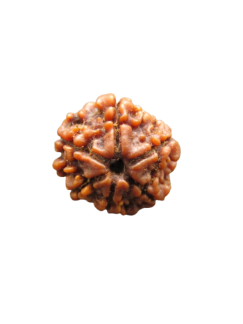 100% Original Certified Nepali Energized Real Rudraksha Bead (RU06-016)