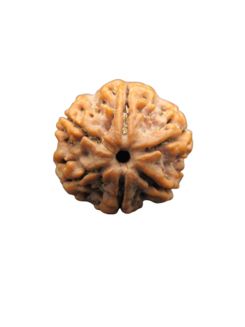 Six Faced Real Rudraksha Bead, Certified & Authentic From Nepal (RU06-017)