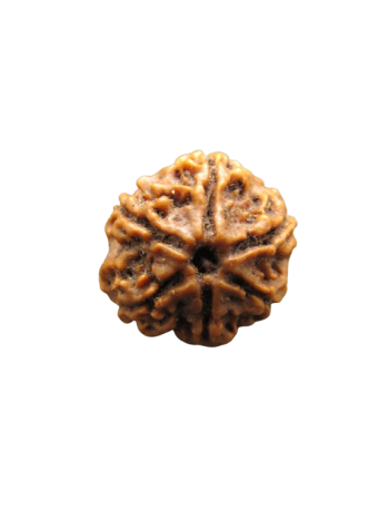 6-Mukhi-Rudraksha
