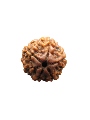 6-Mukhi-Rudraksha