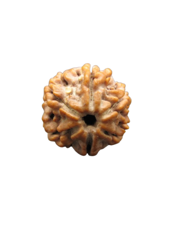 6-Mukhi-Rudraksha
