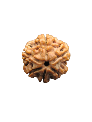 6-Mukhi-Rudraksha