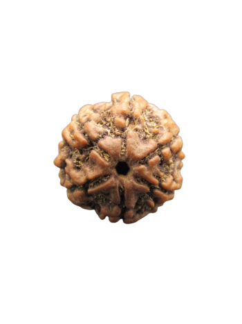 6-Mukhi-Rudraksha