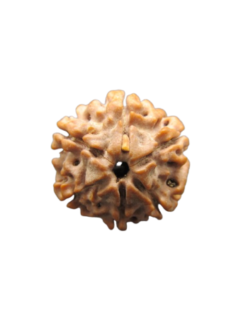 6-Mukhi-Rudraksha