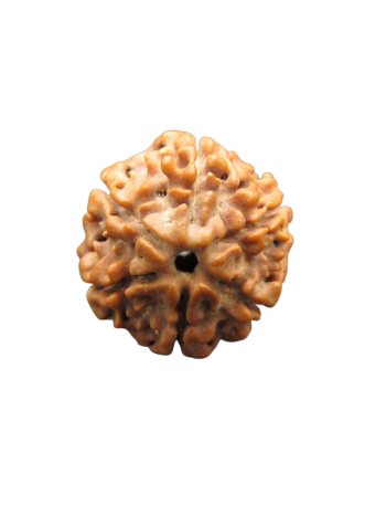 6-Mukhi-Rudraksha
