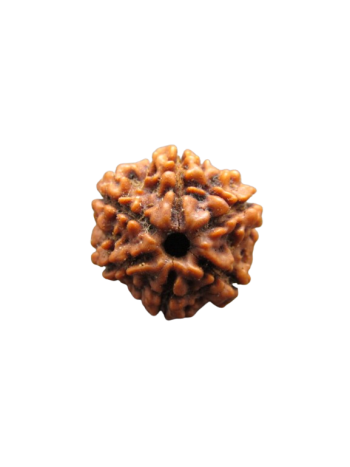 Six Mukhi Energized Real Rudraksha, Certified Natural Bead From Nepal (RU06-025)