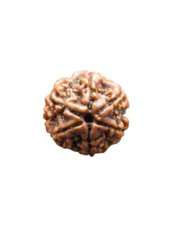 6-Mukhi-Rudraksha