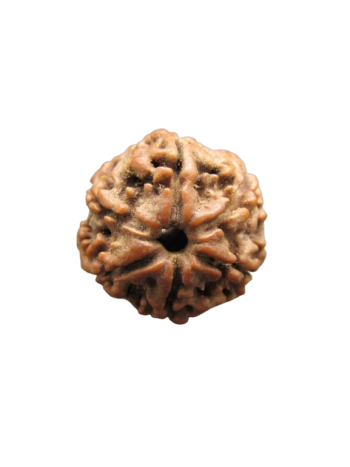 Six Faced Real Rudraksha Bead, Certified & Natural From Nepal (RU06-027)