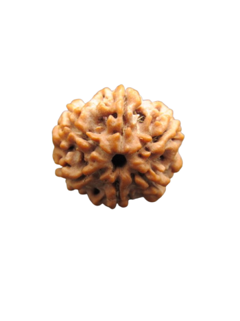 6-Mukhi-Rudraksha
