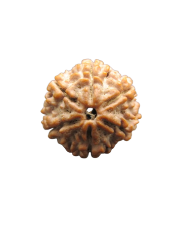 Authentic 6 Mukhi Nepali Energized Real Rudraksha With Certificate (RU06-034)
