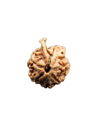 Dwi-Medha-Ganesh-Rudraksha-6-Mukhi