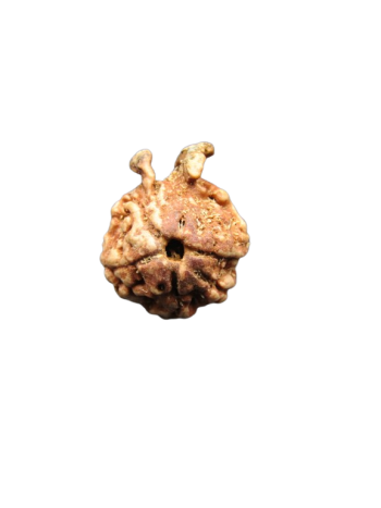 Dwi-Medha-Ganesh-Rudraksha-5-Mukhi