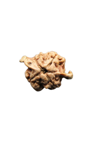 Dwi-Medha-Ganesh-Rudraksha-4-Mukhi