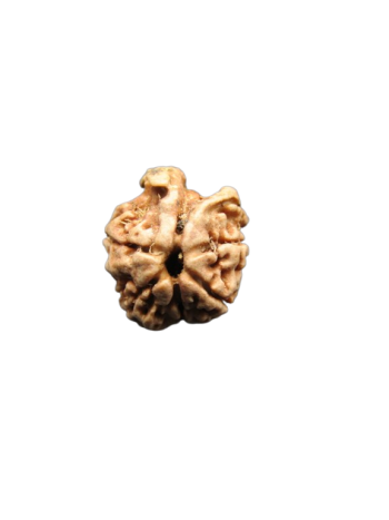 Dwi-Medha-Ganesh-Rudraksha-6-Mukhi
