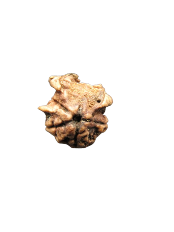 Dwi-Medha-Ganesh-Rudraksha-5-Mukhi