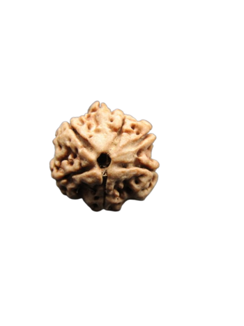 Dwi-Medha-Ganesh-Rudraksha-5-Mukhi