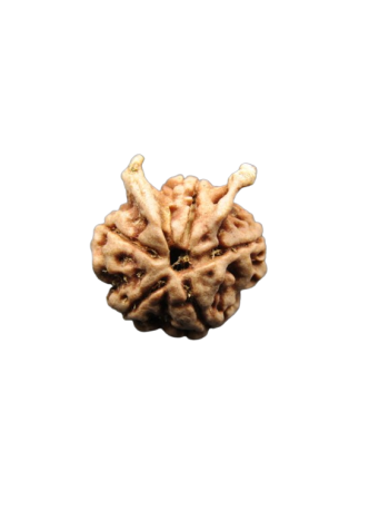 Dwi-Medha-Ganesh-Rudraksha-5-Mukhi