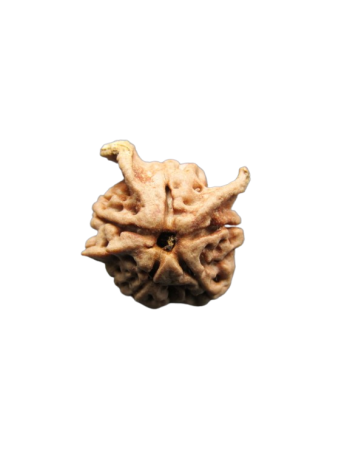 Dwi-Medha-Ganesh-Rudraksha-5-Mukhi