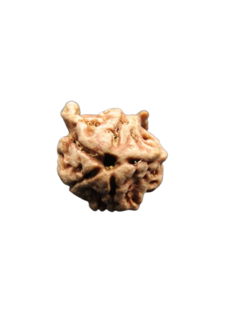 Dwi-Medha-Ganesh-Rudraksha-5-Mukhi