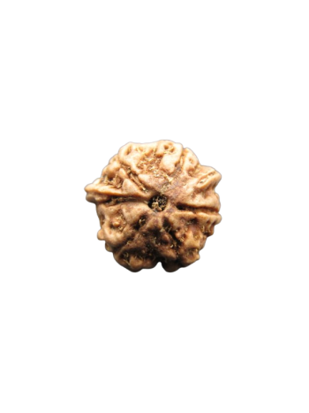 Dwi-Medha-Ganesh-Rudraksha-5-Mukhi