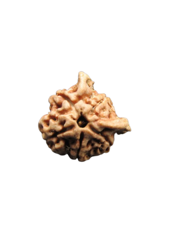 Dwi-Medha-Ganesh-Rudraksha-5-Mukhi