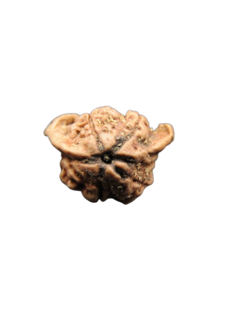 Dwi-Medha-Ganesh-Rudraksha-5-Mukhi