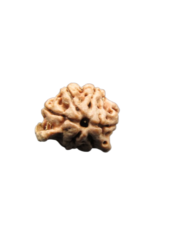 Dwi-Medha-Ganesh-Rudraksha-6-Mukhi