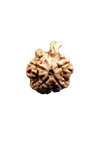 Dwi-Medha-Ganesh-Rudraksha-4-Mukhi
