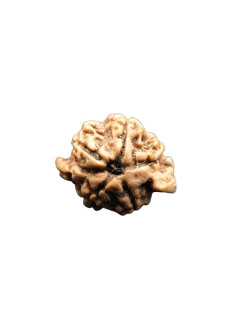 Dwi-Medha-Ganesh-Rudraksha-5-Mukhi