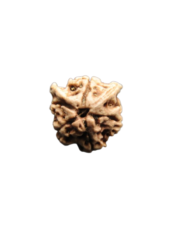 Dwi-Medha-Ganesh-Rudraksha-5-Mukhi
