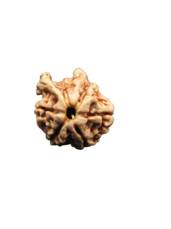 Dwi-Medha-Ganesh-Rudraksha-6-Mukhi