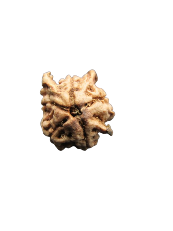 Tri-Medha-Ganesh-Rudraksha-5-Mukhi