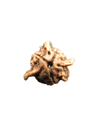 Tri-Medha-Ganesh-Rudraksha-4-Mukhi