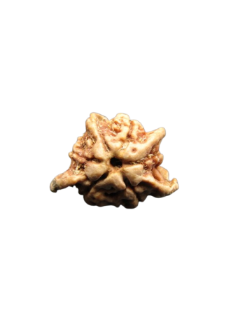 Tri-Medha-Ganesh-Rudraksha-5-Mukhi