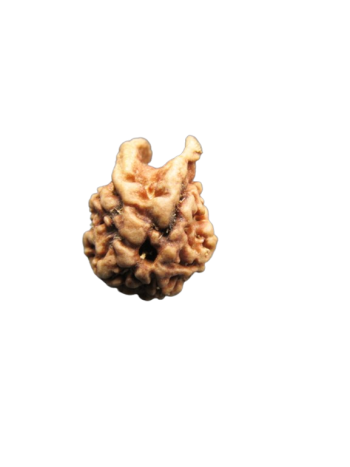 Dwi-Medha-Ganesh-Rudraksha-5-Mukhi