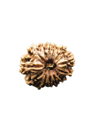 13-Mukhi-Rudraksha