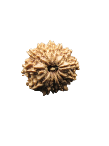 13-Mukhi-Rudraksha
