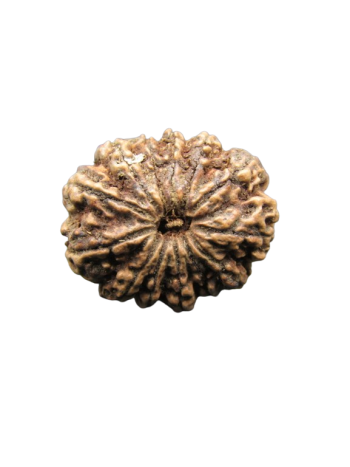 13-Mukhi-Rudraksha