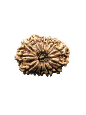 13-Mukhi-Rudraksha