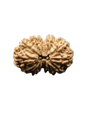 13-Mukhi-Rudraksha