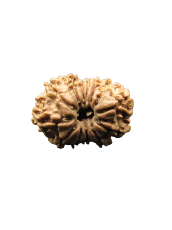 13-Mukhi-Rudraksha