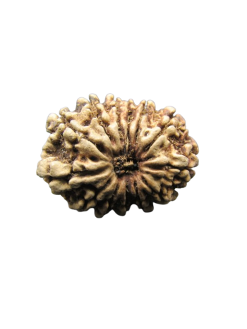 13-Mukhi-Rudraksha